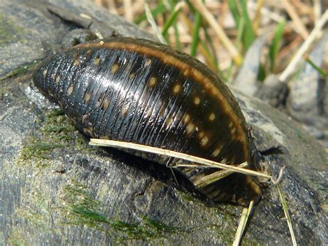 Leech, Class: Hirudinea | Don't know what species of leech, … | Flickr - Photo Sharing!