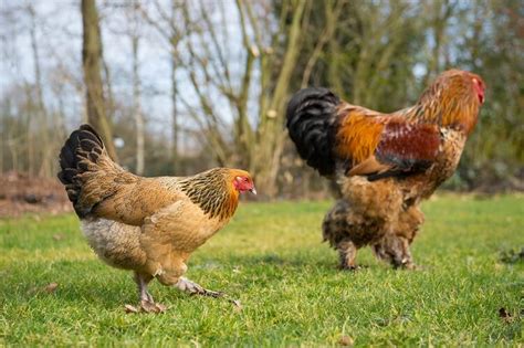 Brahma Chicken All You Need To Know: Colors, Eggs And More… | Chickens And More