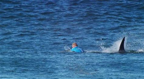 Surfer dies after severe injury to arm in shark attack at beach in ...