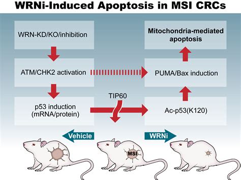 WRN suppresses p53/PUMA-induced apoptosis in colorectal cancer with microsatellite instability ...