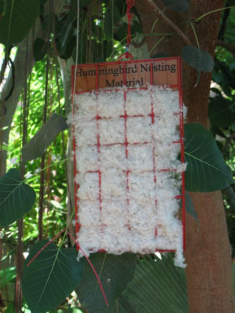 hummingbird houses for nesting | hummingbird-nesting-material ...