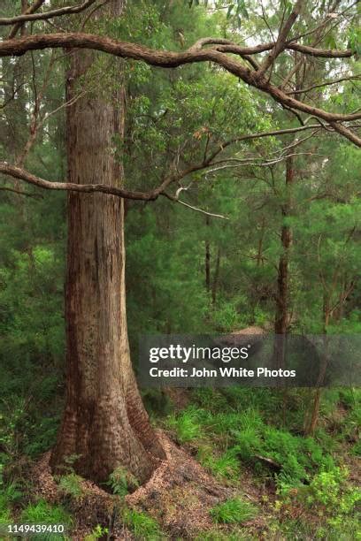 38 Jarrah Tree Stock Photos, High-Res Pictures, and Images - Getty Images