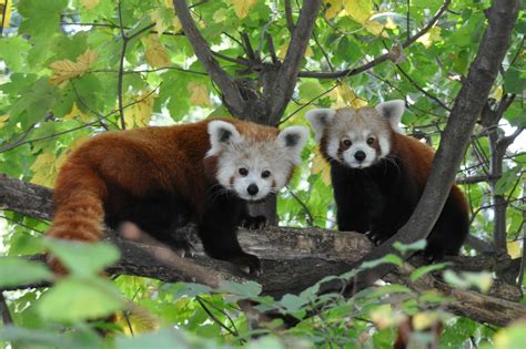 Red Panda Numbers On Rise In Nepal - OMG Nepal