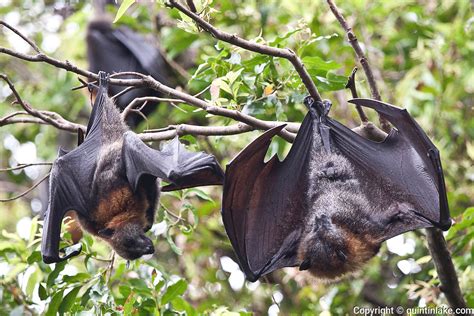 A pair of Flying Foxes (Fruit Bats) hanging from a tree in the Botanical Gardens, Sydney ...