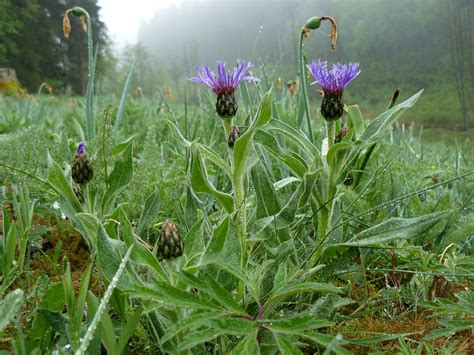 Centaurea montana - Plant ID @ HCP