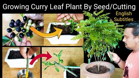 How to grow Curry Leaf Plant From Cuttings / Seed With Updates : कढ़ी पत्ता का घना पौधा कटिंग ...