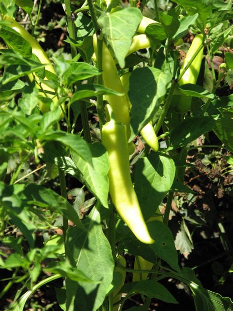 Hungarian Wax Peppers | Sage's Acre Organic Home & Gardens