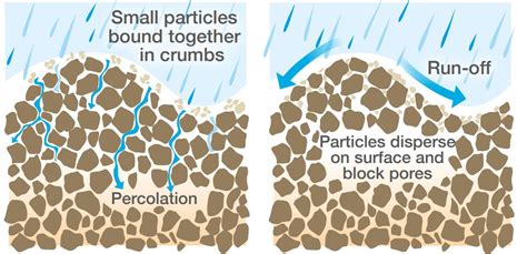 Soil pore network and infiltration | AHDB