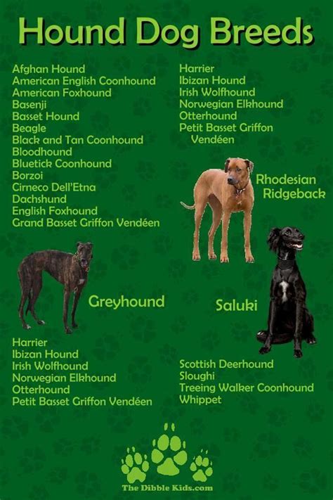 Top 5 Hound Dog Breeds | Hound dog breeds, Hound dog, Dog breeds