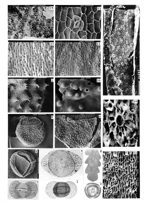 Characteristic plant fossils of the lower Astashikhian assemblage at ...