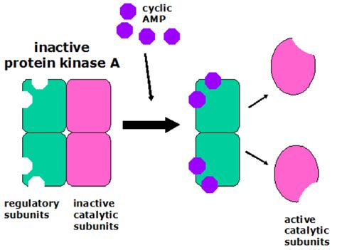 What Do Kinases Do - slideshare