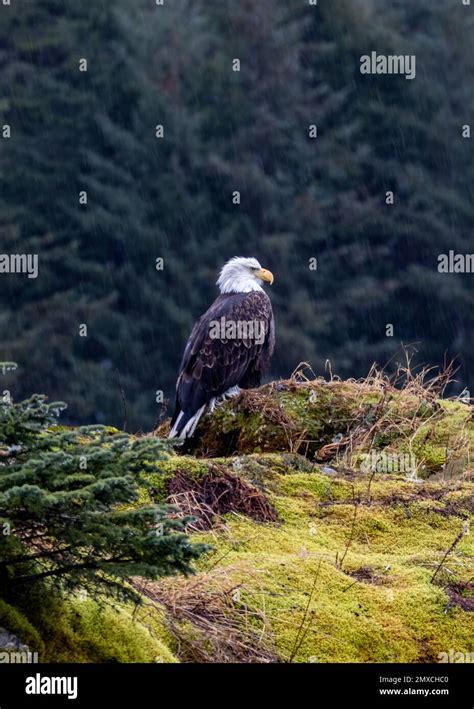 A wild bald eagle perched on cliff of Resurrection Bay with forest trees background, vertical ...