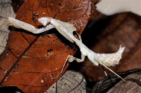 Dead Leaf Mantis - Stock Image - F031/8531 - Science Photo Library