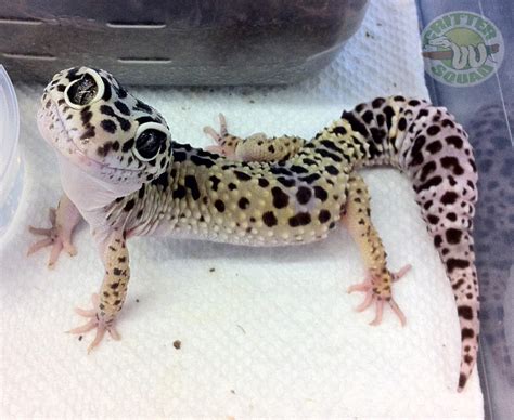 Heres a leopard gecko smile to brighten up your - C.S.W.D