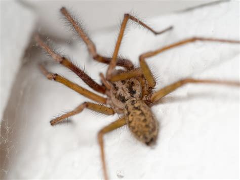 Top 9 Common UK Spiders | Types of Spiders Found in the UK