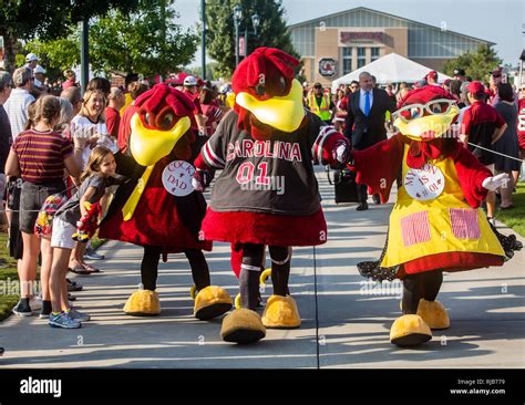 Usc cocky mascot hi-res stock photography and images - Alamy