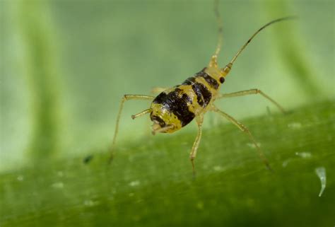 Mottled arum aphid - Biocontrol, Damage and Life Cycle