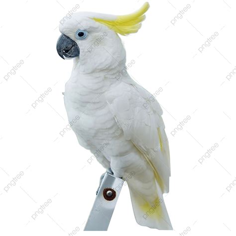 Burung Kakak Tua, Parrot Bird, Bird, Burung PNG Transparent Clipart ...