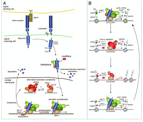 (A) The canonical Notch pathway is fined tuned at multiple levels. Upon... | Download Scientific ...