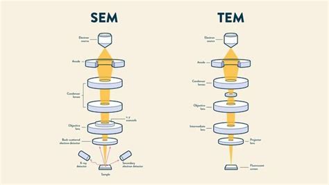 SEM vs TEM | Technology Networks