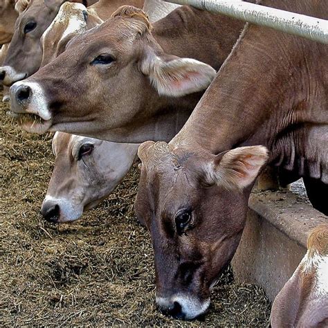 The World's Best Photos of shelburnefarms - Flickr Hive Mind | Cow calf, Majestic animals, Cow tales