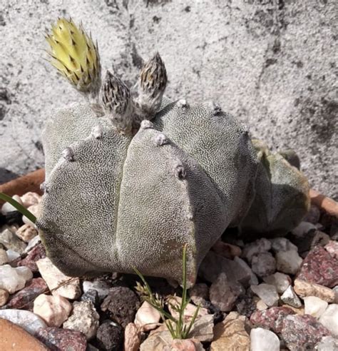 Astrophytum Myriostigma Cactus Seeds - Cactus Kingdom