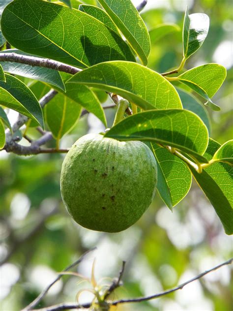 Pond Apple Tree (annona glabra) – Real Tropicals