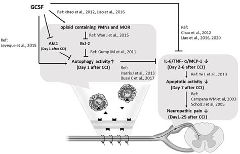 G-CSF is a multipotent agent for treating neuropathic pain. G-CSF... | Download Scientific Diagram