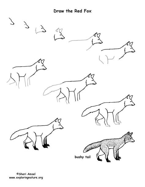 Fox (Red) Drawing Lesson, how to draw a fox | Draw a fox, Red drawings ...