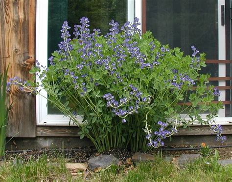 Blue False Indigo Flowers in Spring | Indigo flower, Indigo plant ...