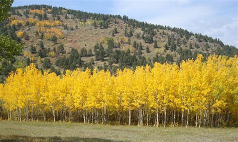 Quaking Aspen: Flaming Forests of Fall | Aspen, Desert climate, Forest