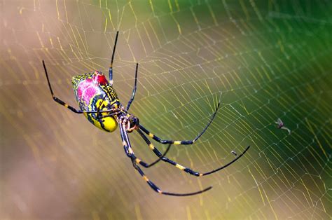 Joro spider guide: what are they, do they bite and are they poisonous? Here's everything you ...