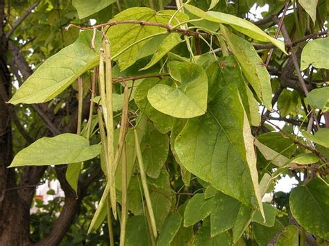 Catalpa speciosa (Cigar Tree, Northern Catalpa, Western Catalpa ...