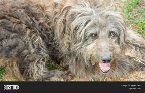 Cute Shaggy Mongrel Image & Photo (Free Trial) | Bigstock