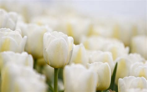 White Tulips Wallpaper - WallpaperSafari