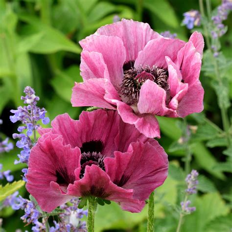 Pink-Purple Oriental Poppy For Sale | Little Patty's Plum – Easy To Grow Bulbs