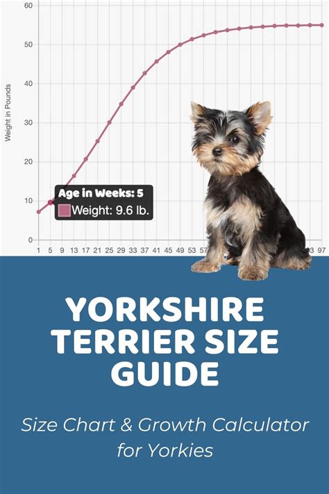 22+ yorkie weight chart calculator - MeredithFloyd