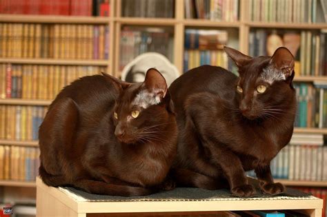 5 Stunning Brown Cat Breeds You've Almost Never Heard Of