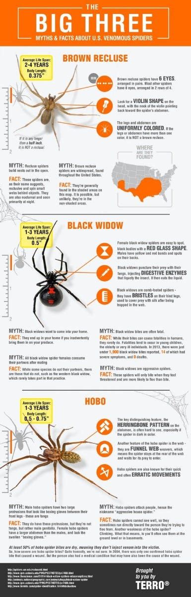 Spider Facts | Learn About Spiders