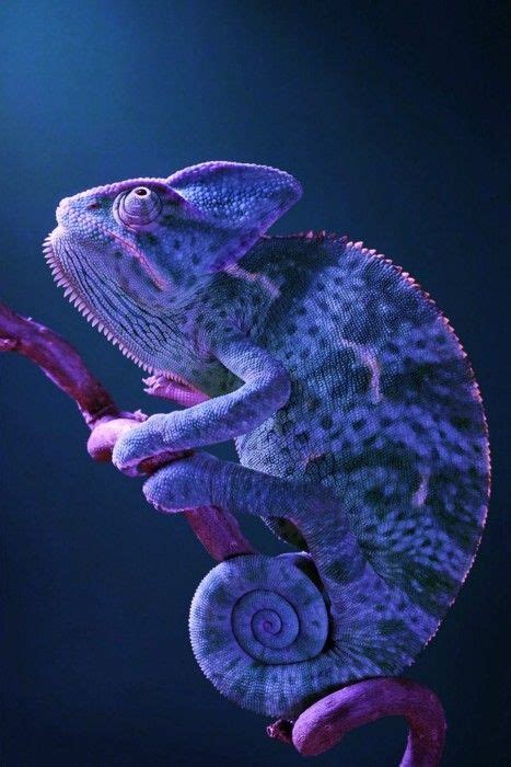 Purple chameleon | Reptiles and amphibians, Animals, Amphibians