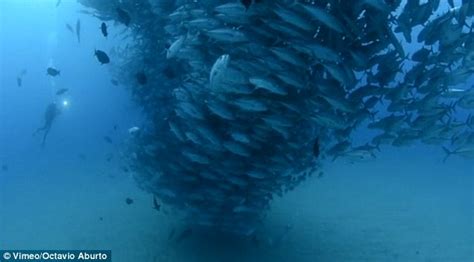 David and Goliath: Underwater photographer Octavio Aburto captures tornado of fish in rare video ...