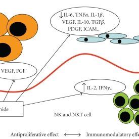 Proposed mechanism of action of lenalidomide. This drug can inhibit... | Download Scientific Diagram