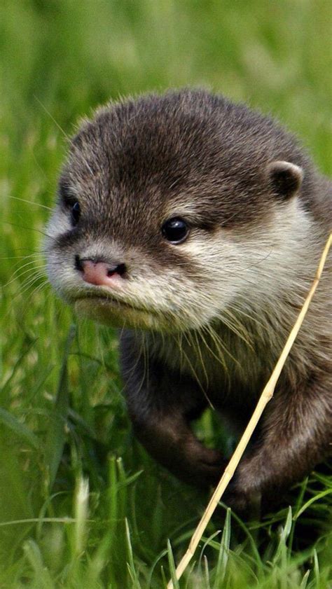 Awwwww so cute | Cute animals, Otters cute, Baby animals pictures