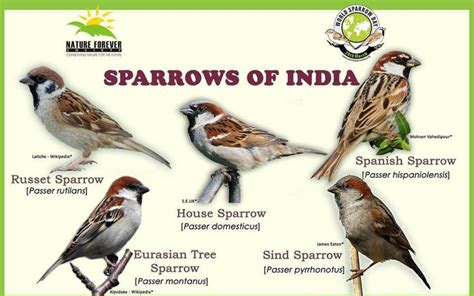 How can we bring disappearing sparrows back to our cities?