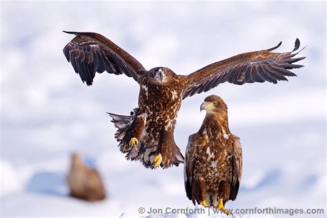 Steller's Sea Eagle Juveniles Photo, Picture, Print | Cornforth Images