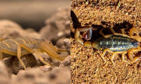 Arizona Bark Scorpion Vs Striped Bark Scorpion