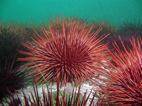 Red Sea Urchin – Oregon Conservation Strategy