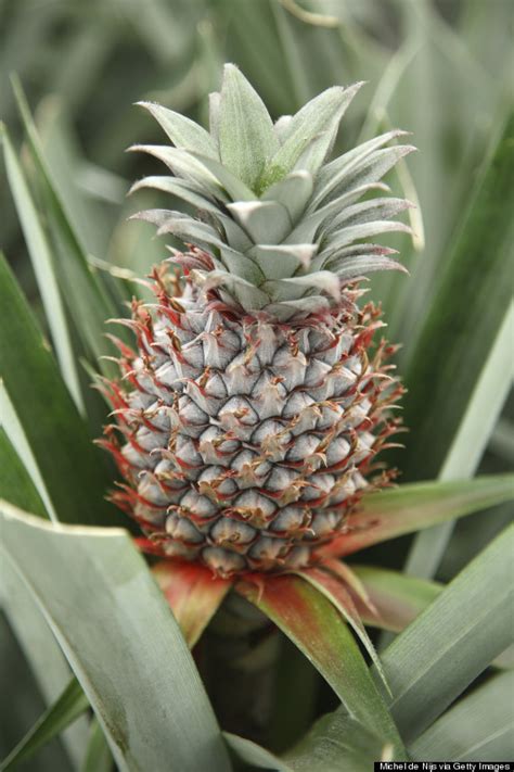 17 Mind-Boggling Facts About Pineapples | HuffPost