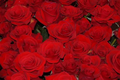 File:Red roses.jpg - Wikimedia Commons