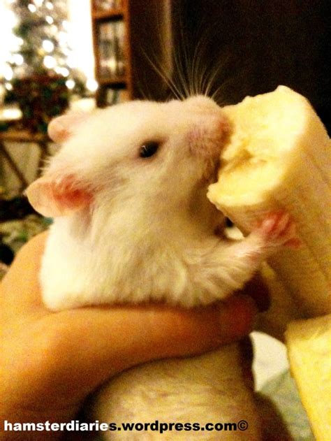 View 18 Hamster Eating Banana Meme - inflamesepics